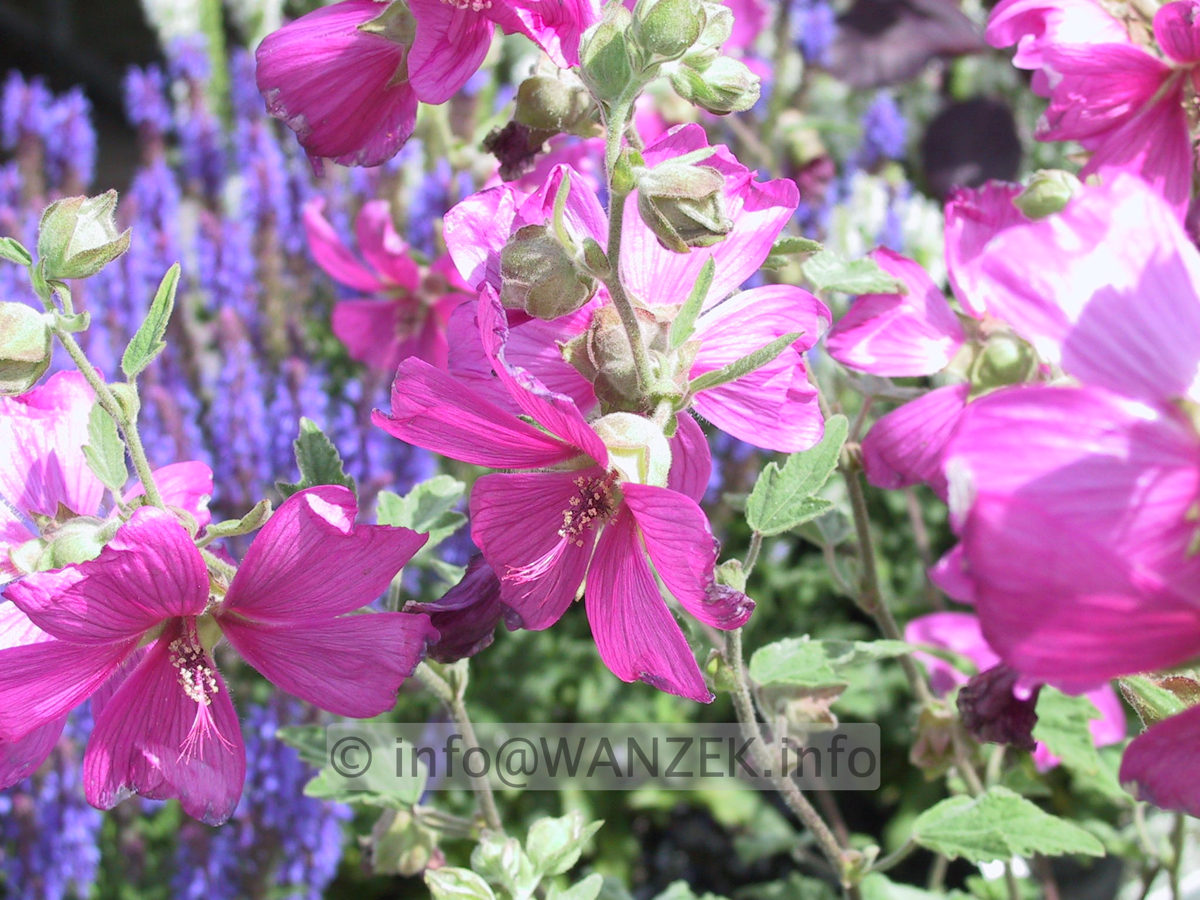 Lavatera thuringiaca Burgundy Wine 01.JPG